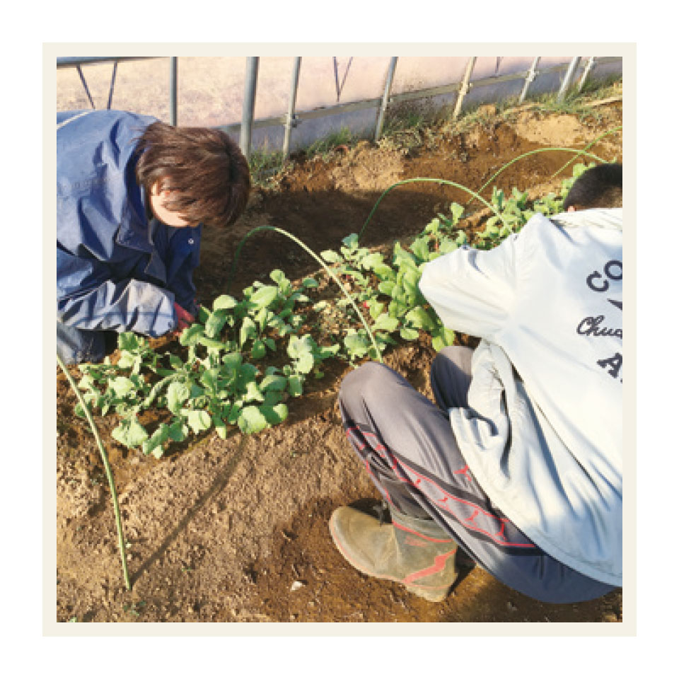 野菜栽培
