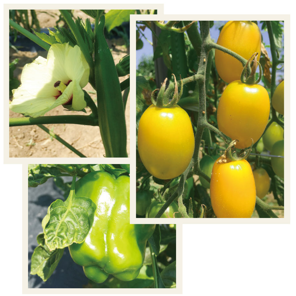 野菜栽培