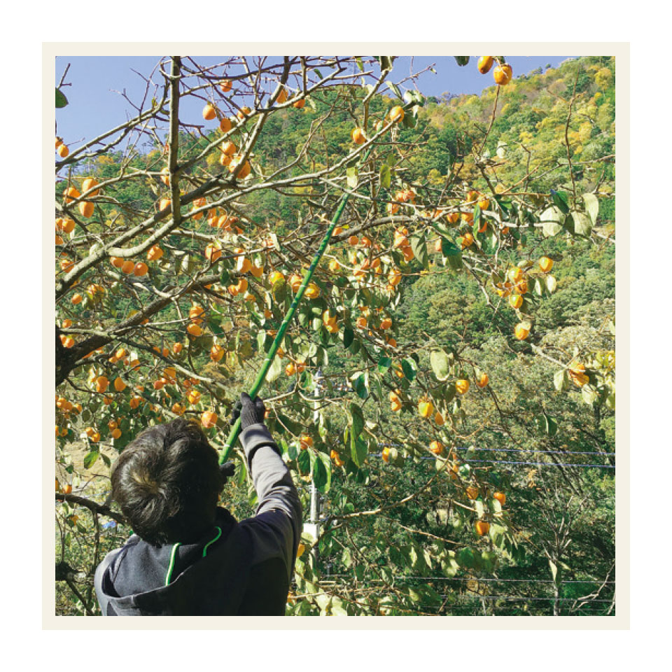 果樹栽培